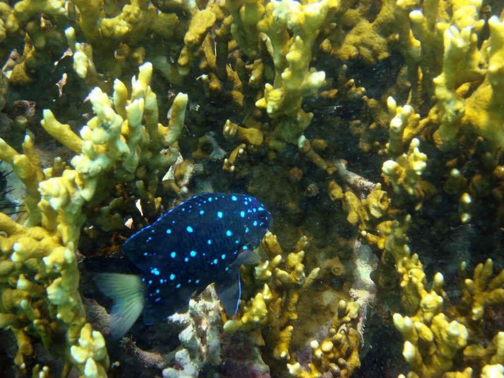 Kitnet Sabrinna Maceió 外观 照片